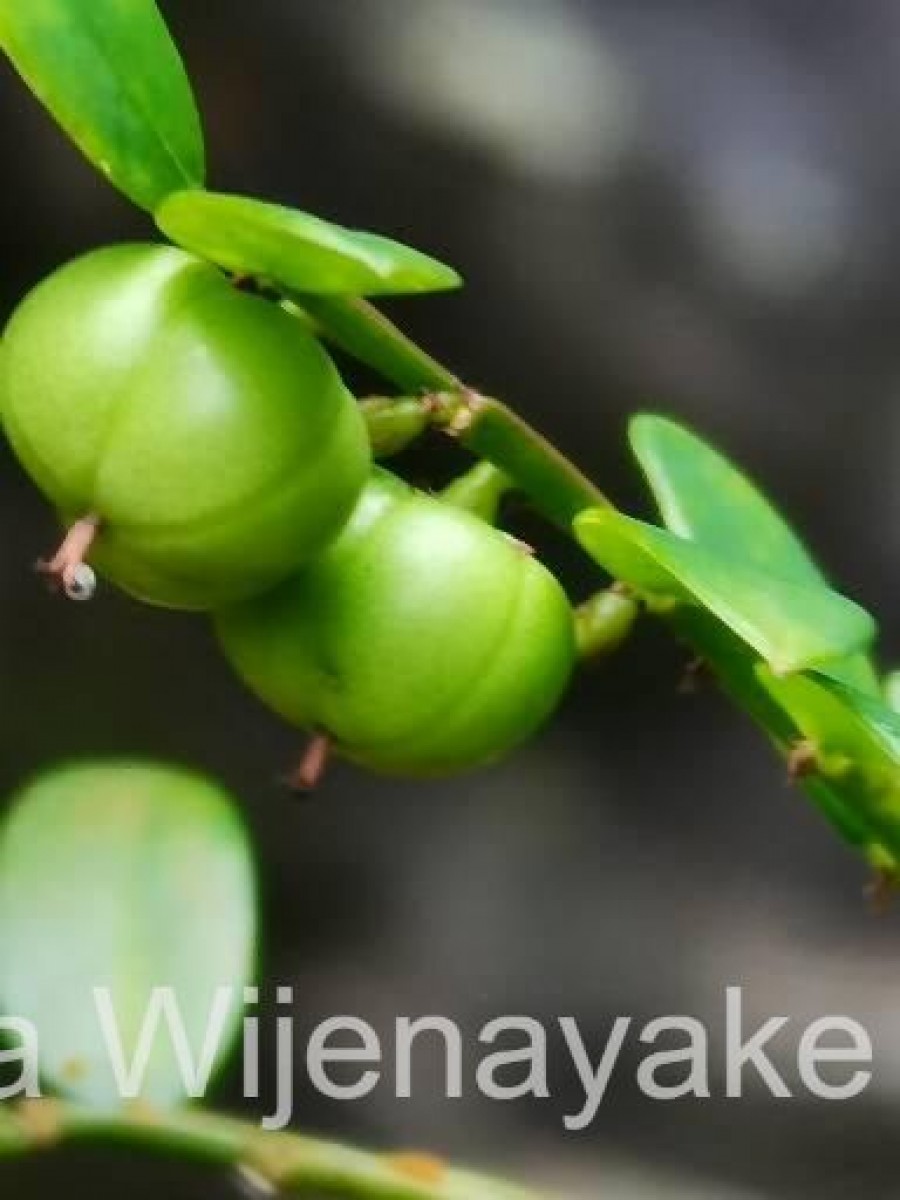 Phyllanthus dealbatus Alston